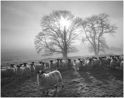 Highland blackface sheep